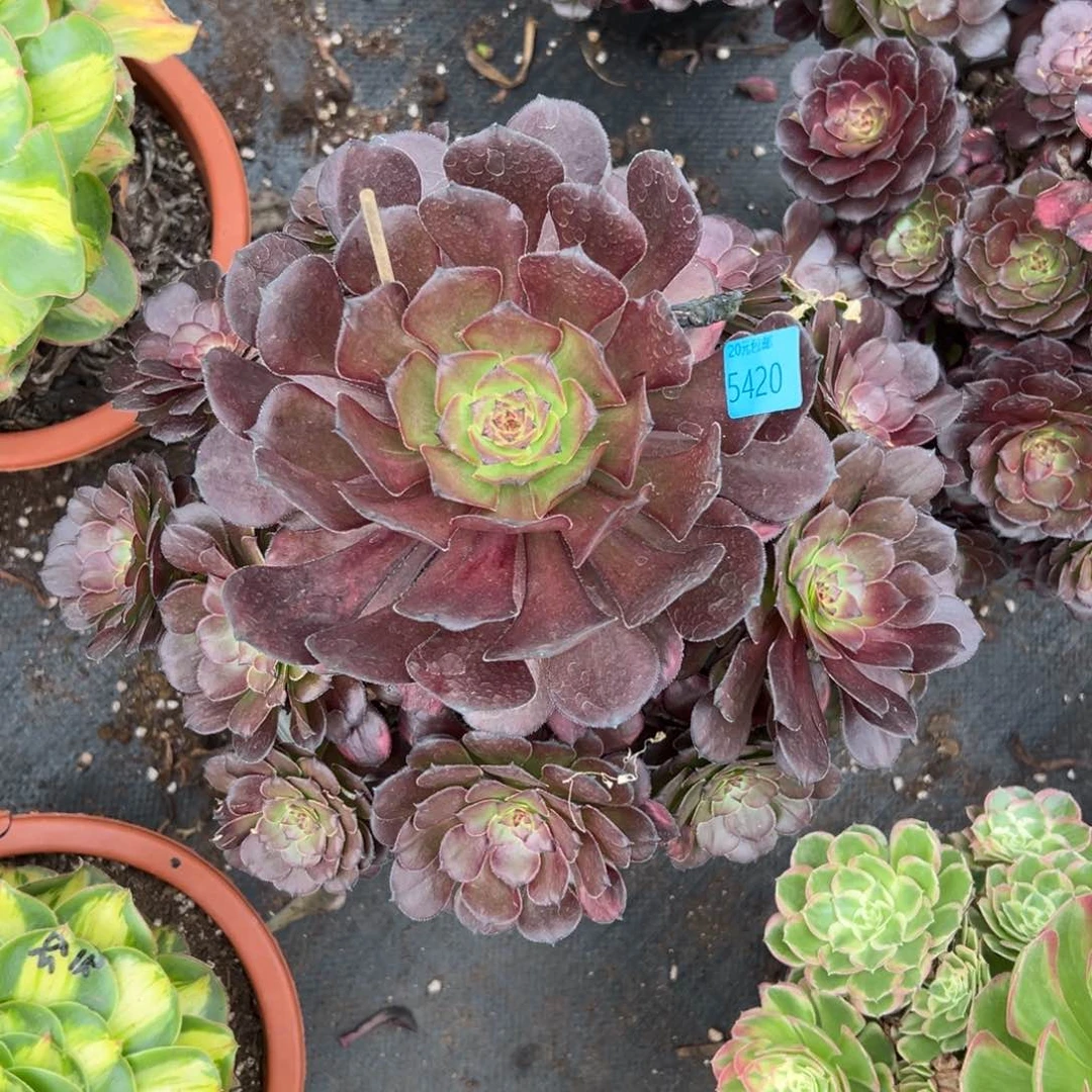 ?***?5420烟花多肉植物系