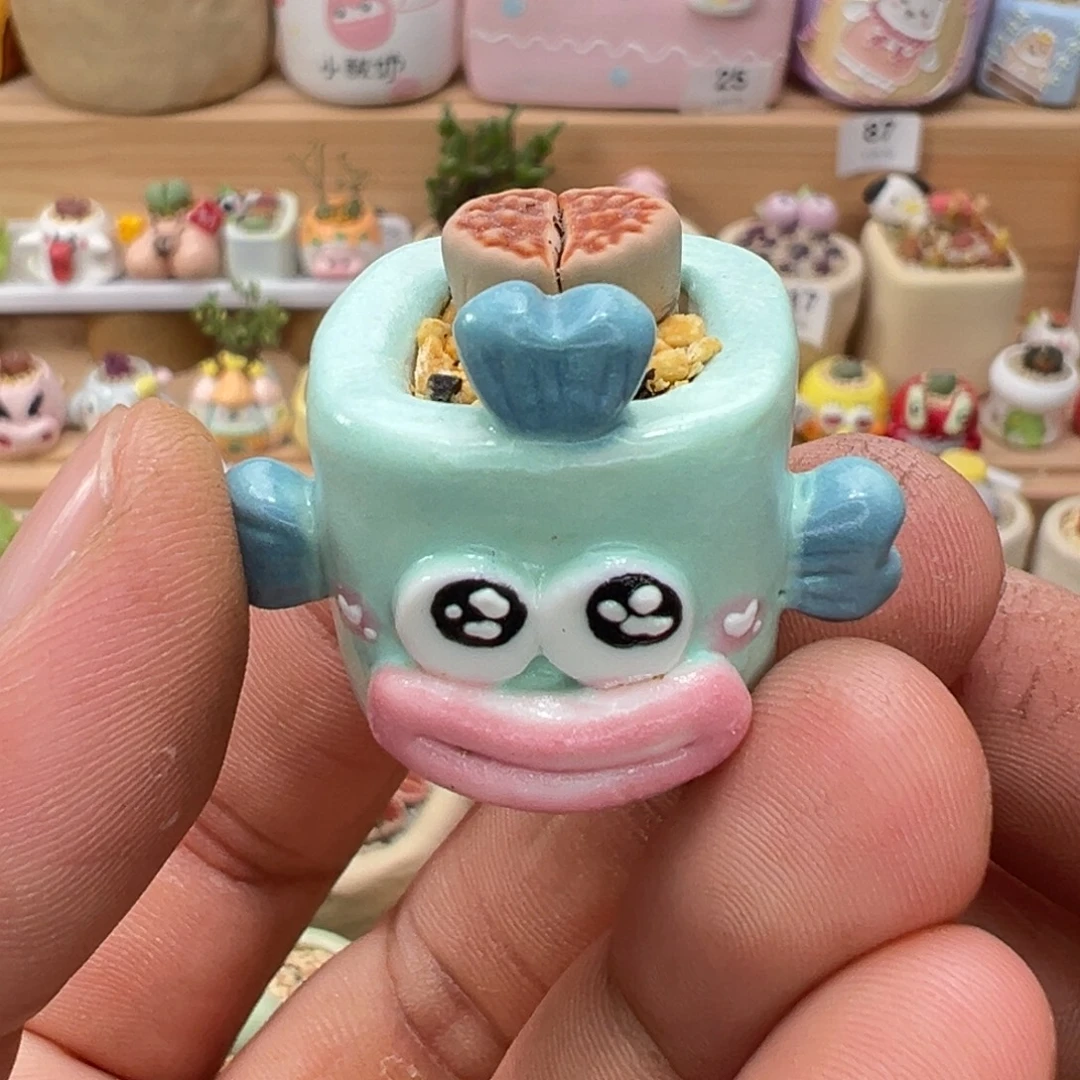 多肉植物实付9.9元包邮6号