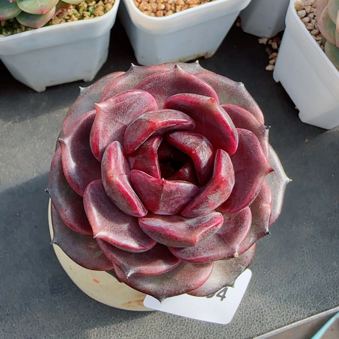 黑玫瑰，6194多肉植物