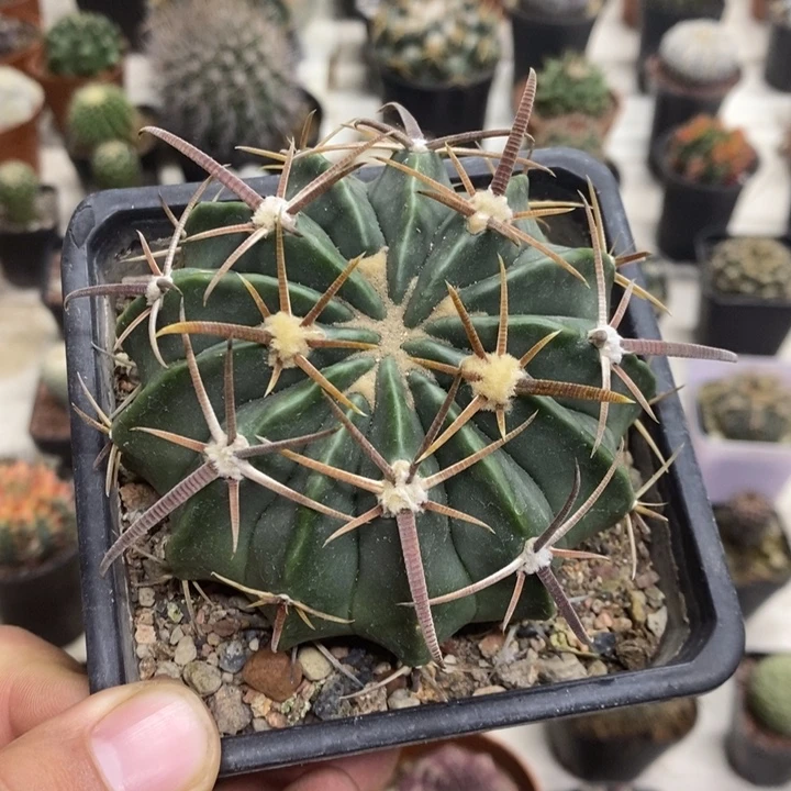 实生剑刺凌波特价