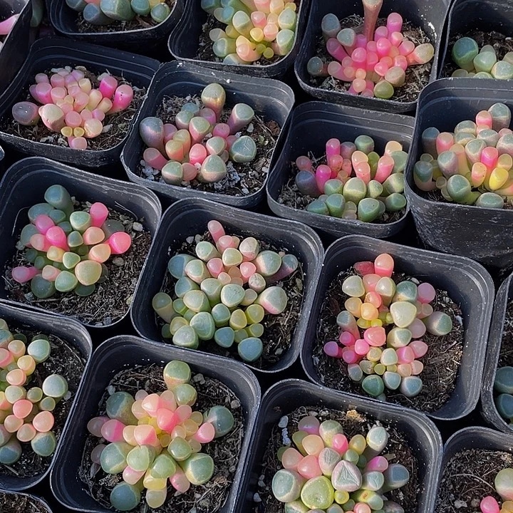 锦锦锦五十铃玉锦