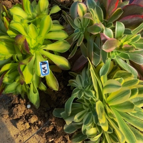 三科新庄不包断22