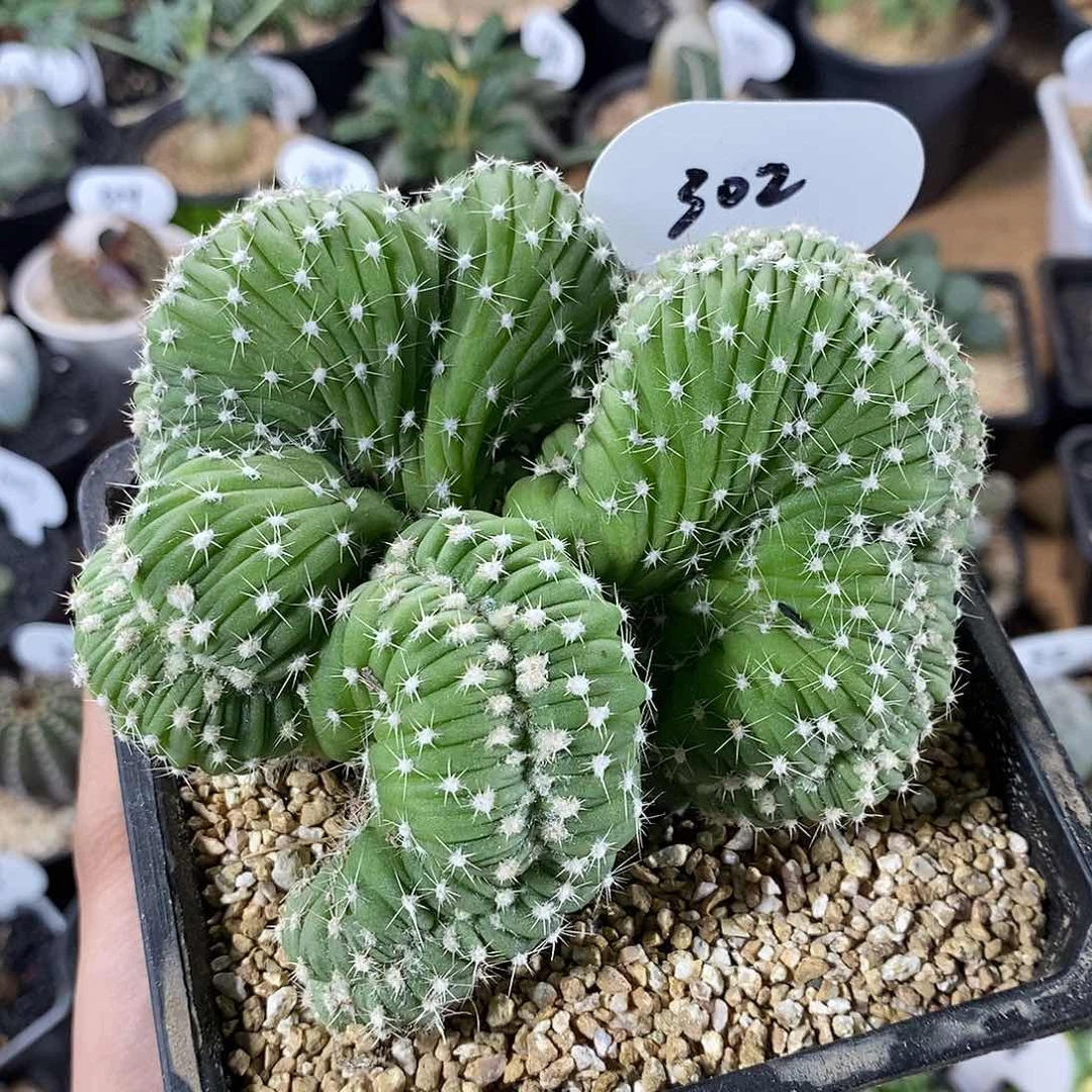 海*专拍302号短毛丸缀化