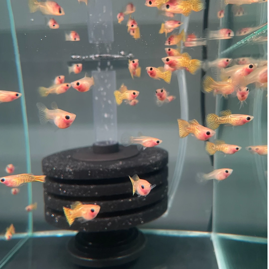 孔雀鱼黄蕾丝玻璃猫2-2.5cm纯种公母搭对热带鱼