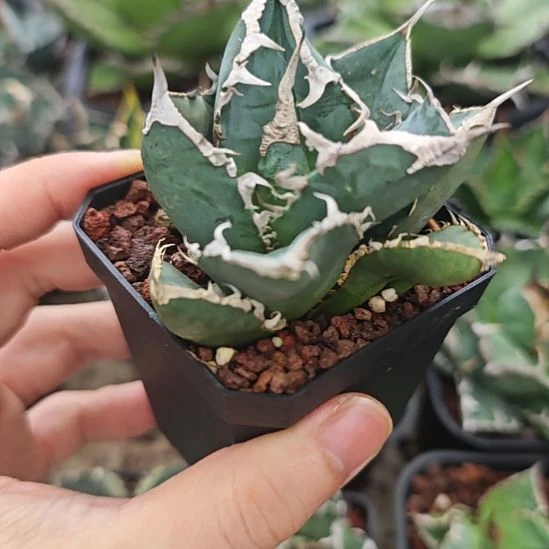 立可白仁王冠龙舌兰顶芽