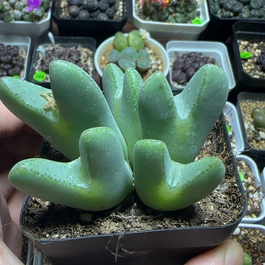 巨无霸多肉植物292