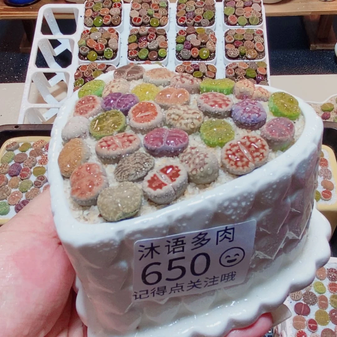 ﻌ***e一物一拍 所见即所得650