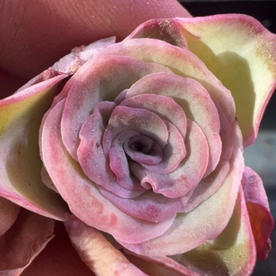 陈陈917紫莜多肉