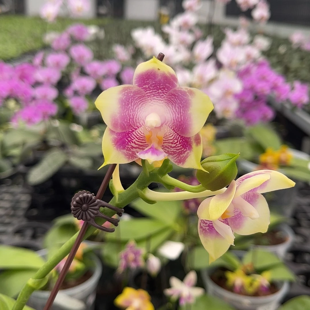 完全开放amm58  584