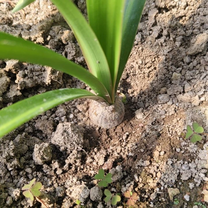 完全开放福利-胭脂少女2+带侧