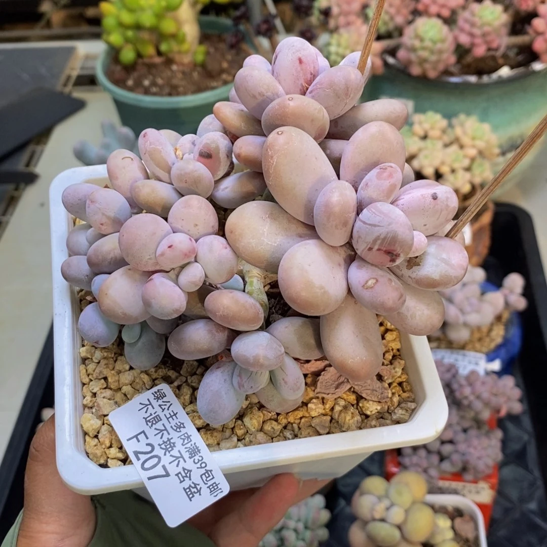 207水光针多肉10c m
