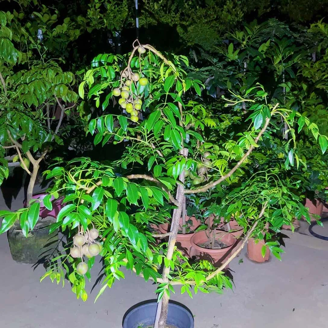 云***来果苗。果苗。6666