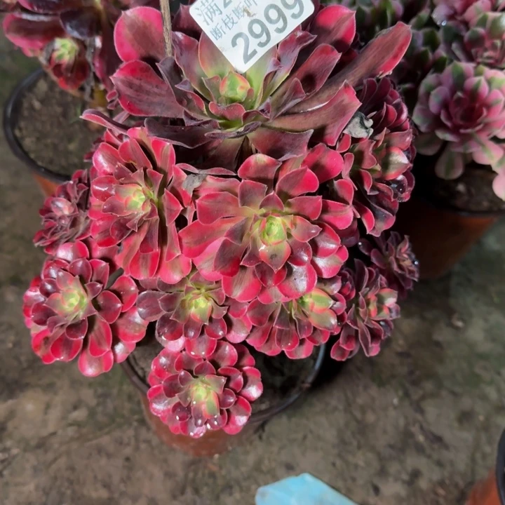 2999美杜莎多肉植物
