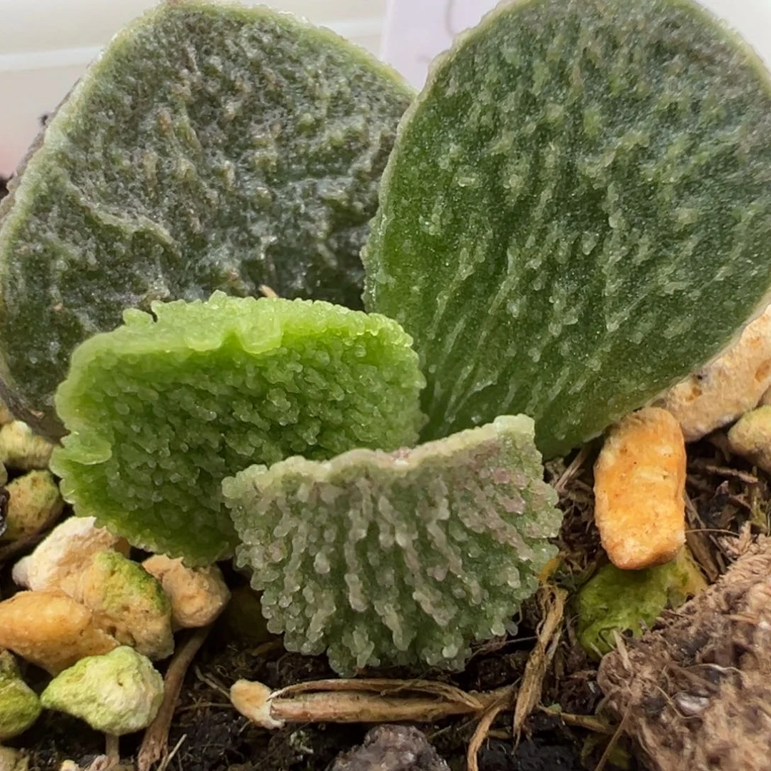 实生新品大苗多肉植物