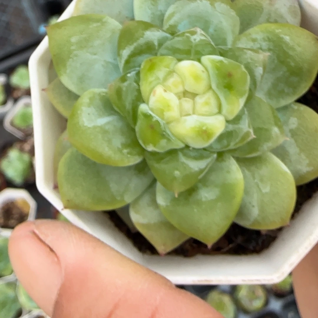 小卡拉米糖心一物一拍