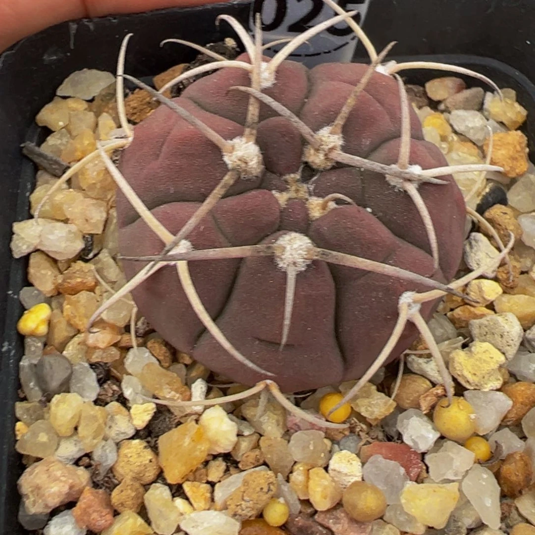 实生根光淋玉多肉植物带盆土