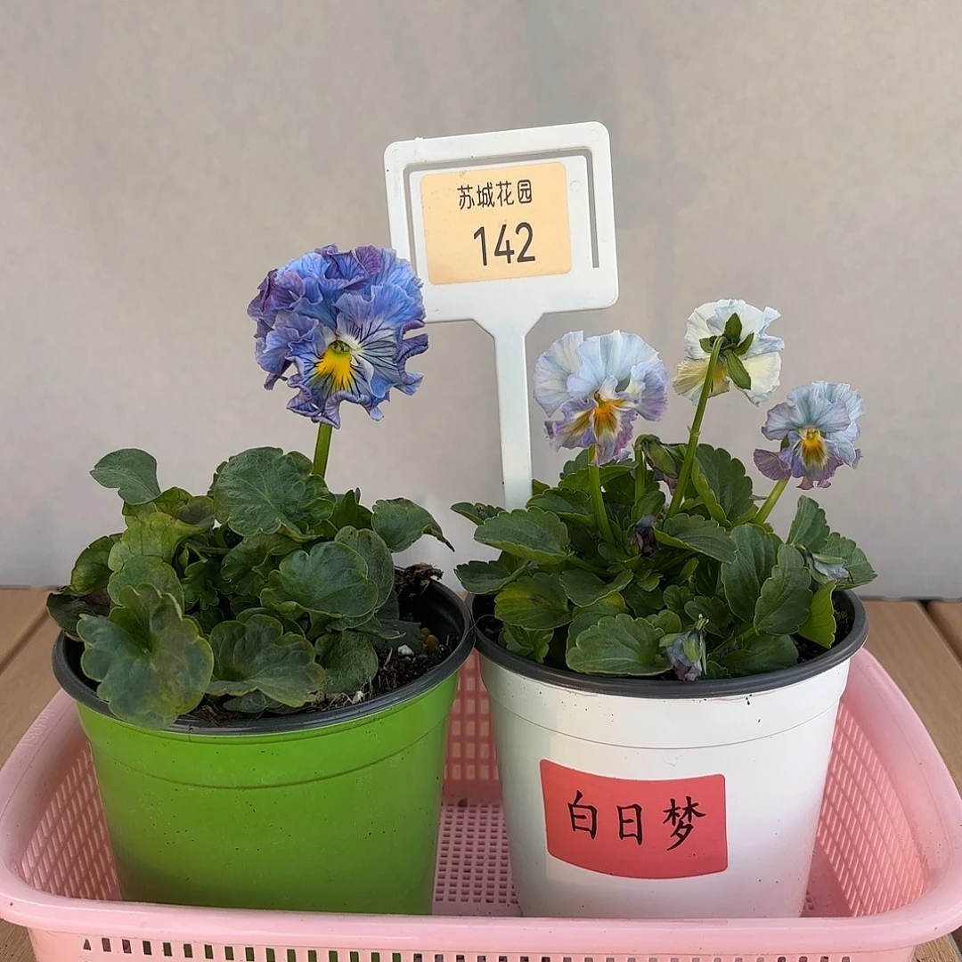 大部分开放少量花苞142