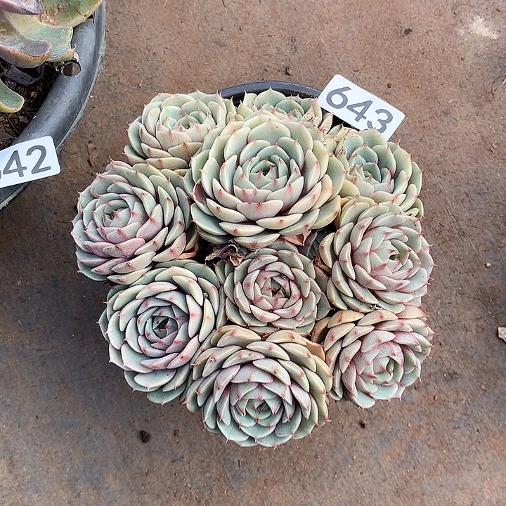 643笨巴蒂斯 一物一拍多肉