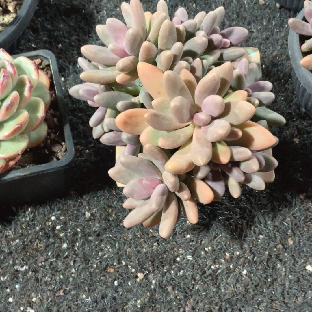 多个火锅吃大餐vv从vv