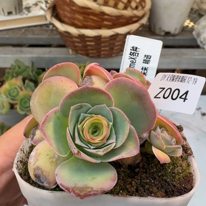 朱004。 蕾丝me X各种群。