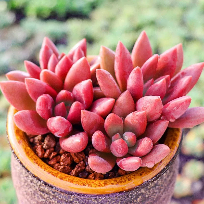 桃花源穴盘7颗3-4cm【满9.9包邮】多肉植物以直播间展示为主