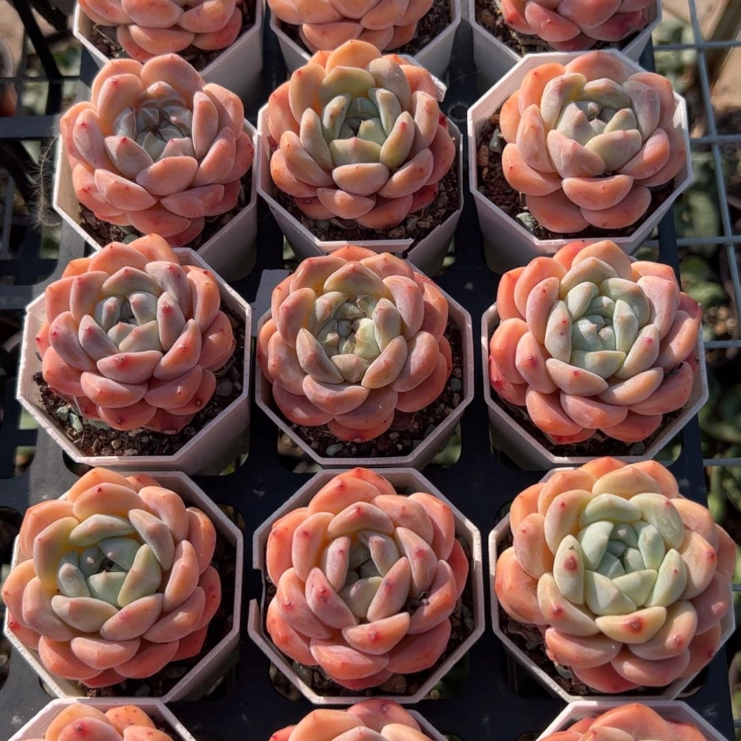 厚梦 满30包邮发货