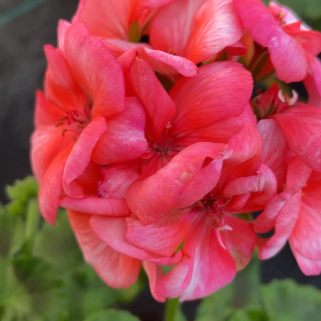 完全开放甜心珊瑚天竺葵