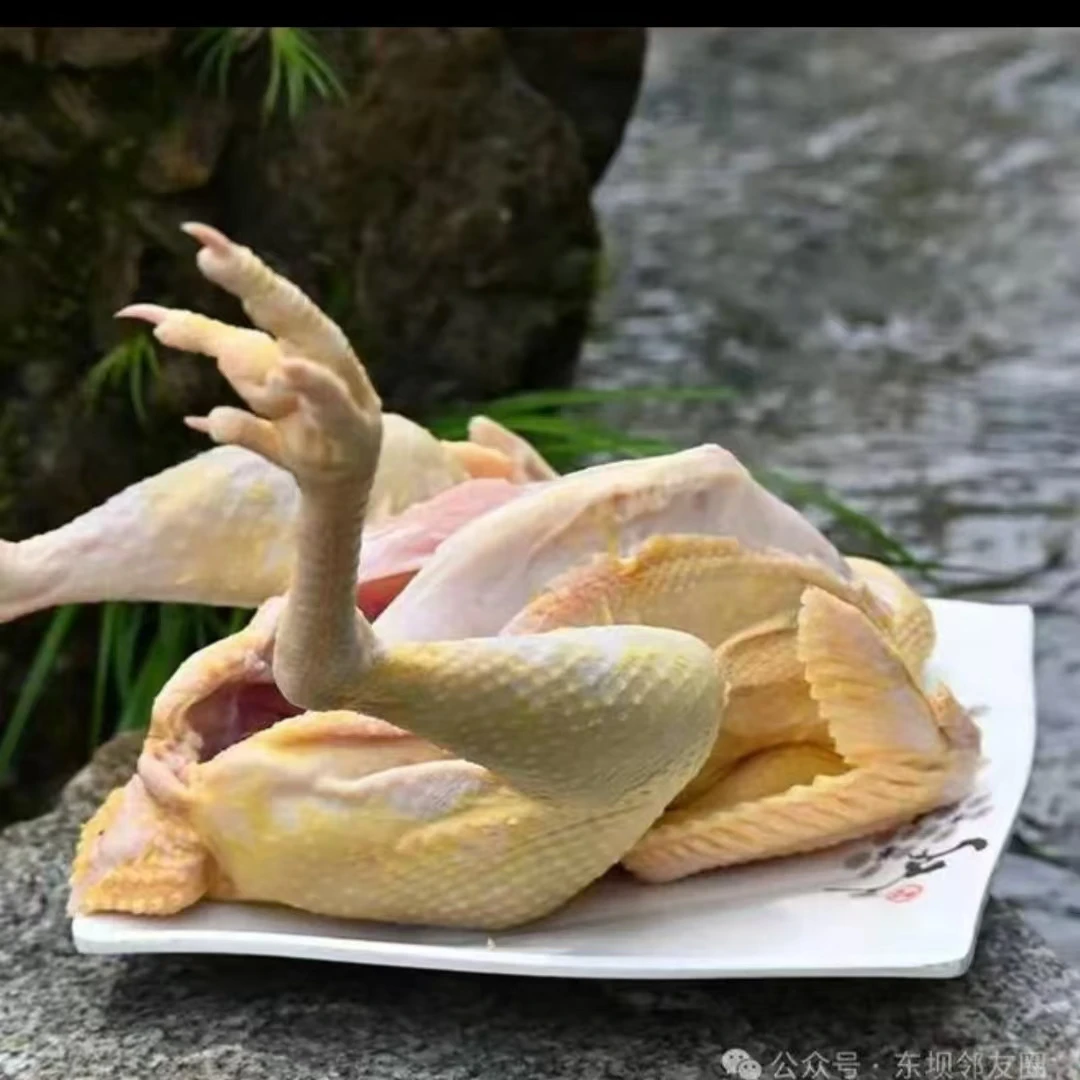 本地稻谷散养童子鸡 净重1.5斤以上