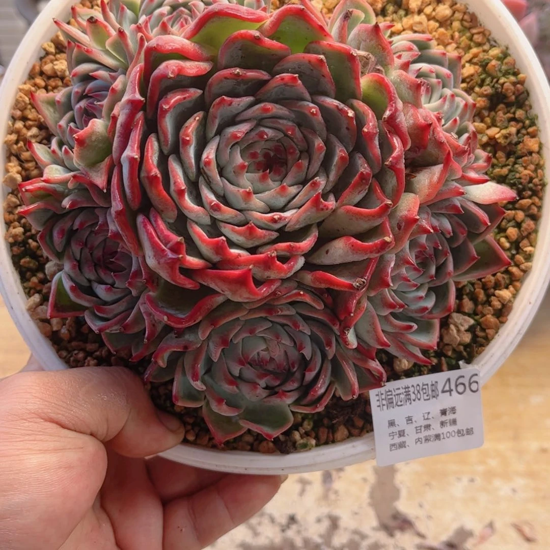 466吉娃娃德华多肉