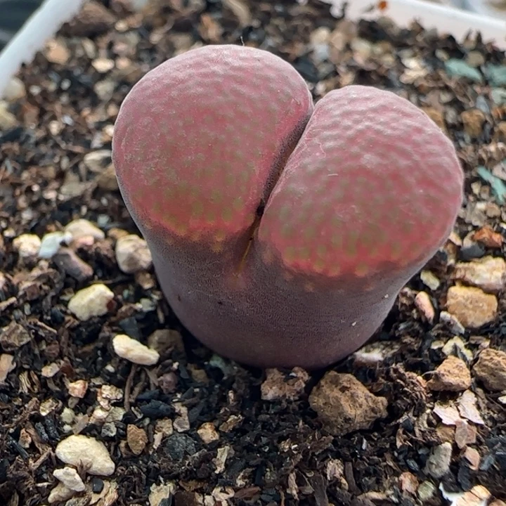 多肉植物黑寡妇紫红风51号