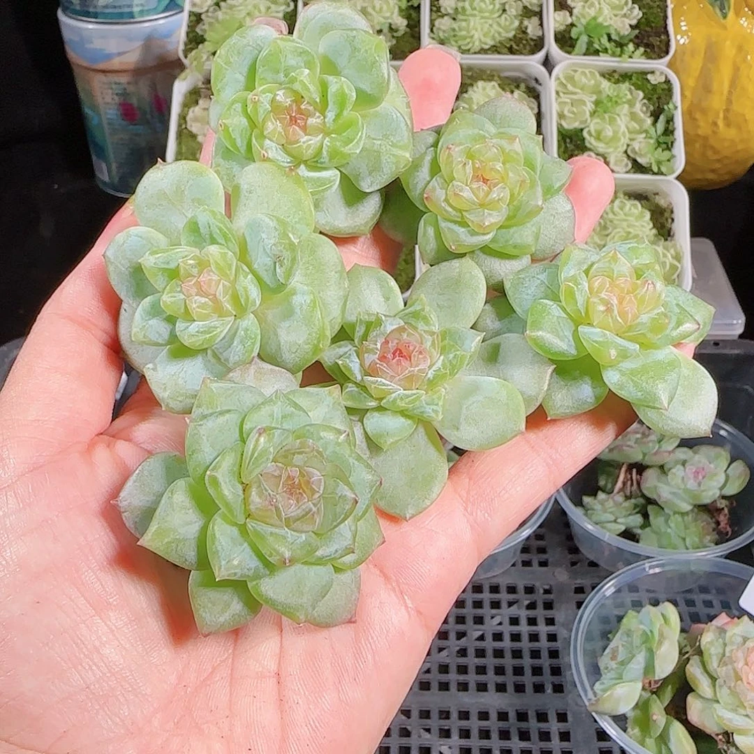 0913---132糖心珍妮
