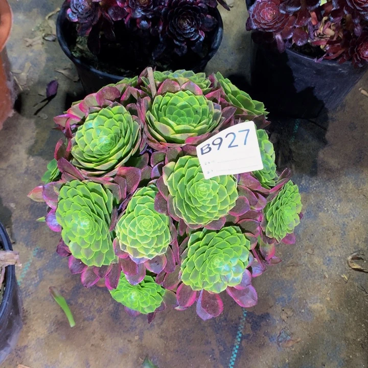 c**o嘉年华92700000000000