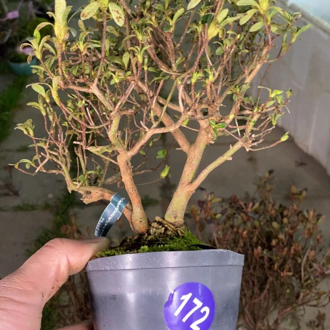 红陶云*红红火火过大年172