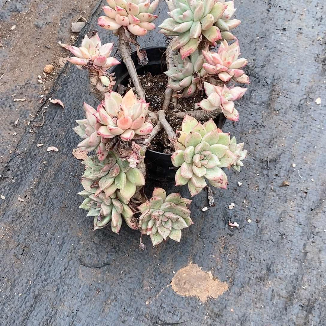 拉***璀璨1颗多肉植物脱土