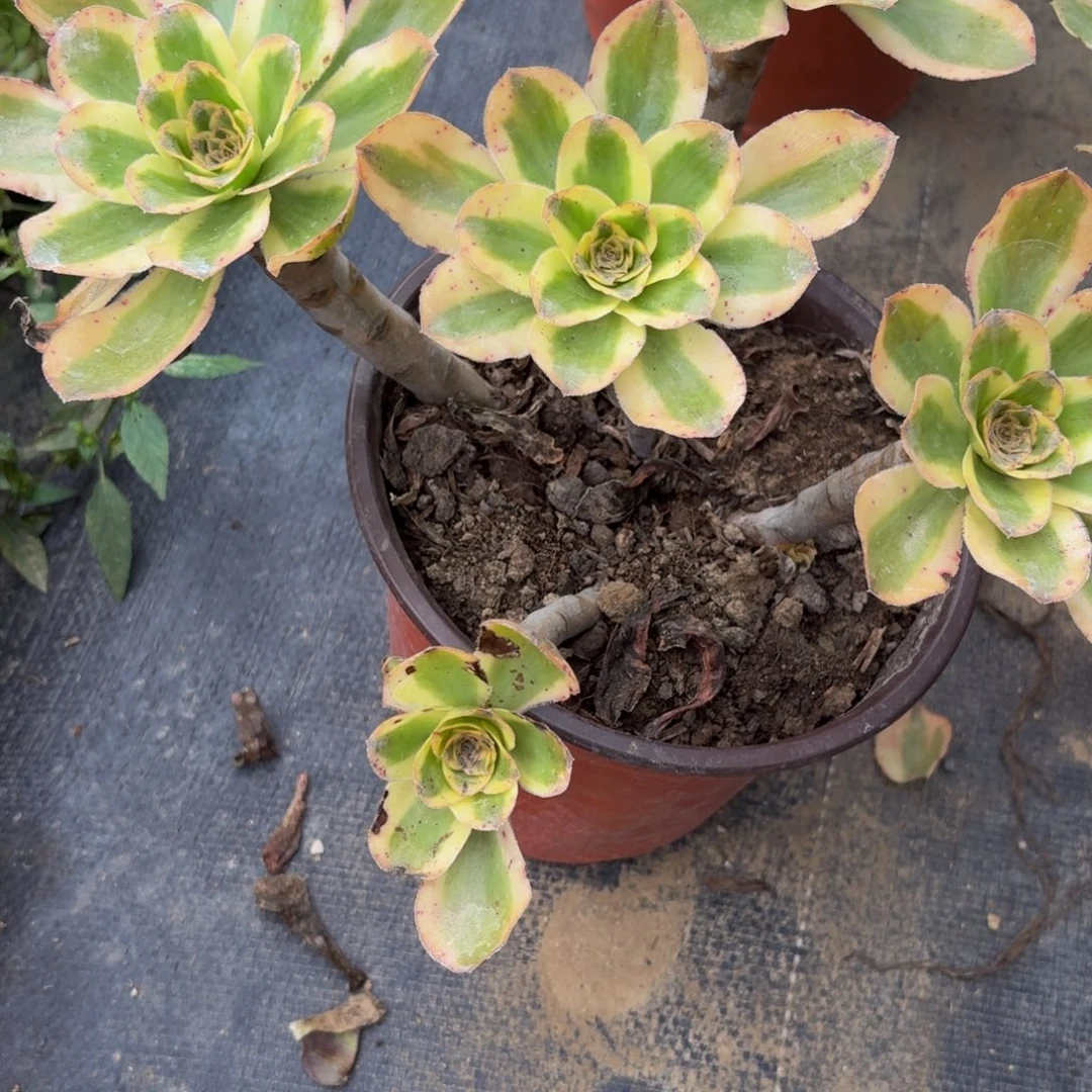 100多肉植物捧花的时候