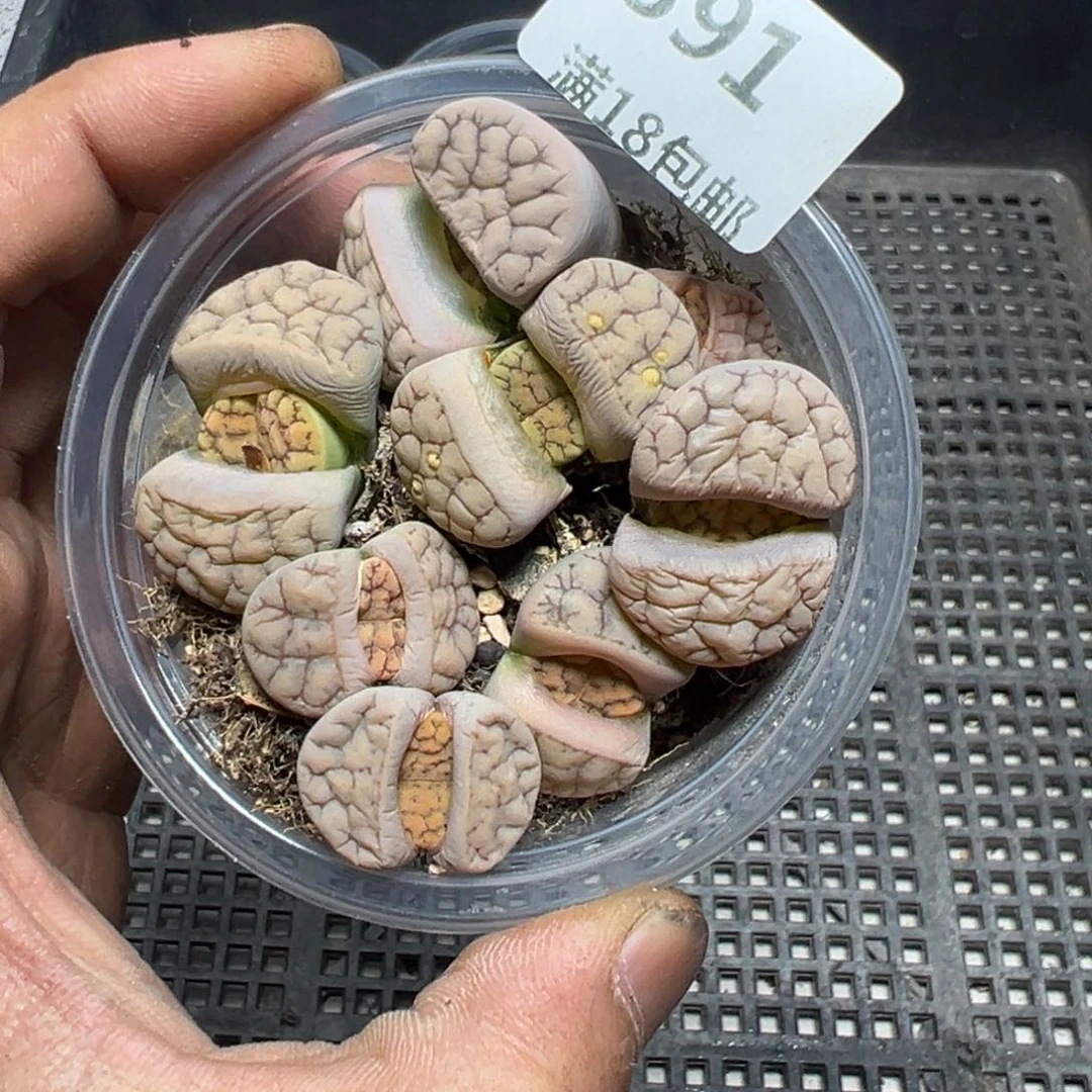 【闪购商品】 391。