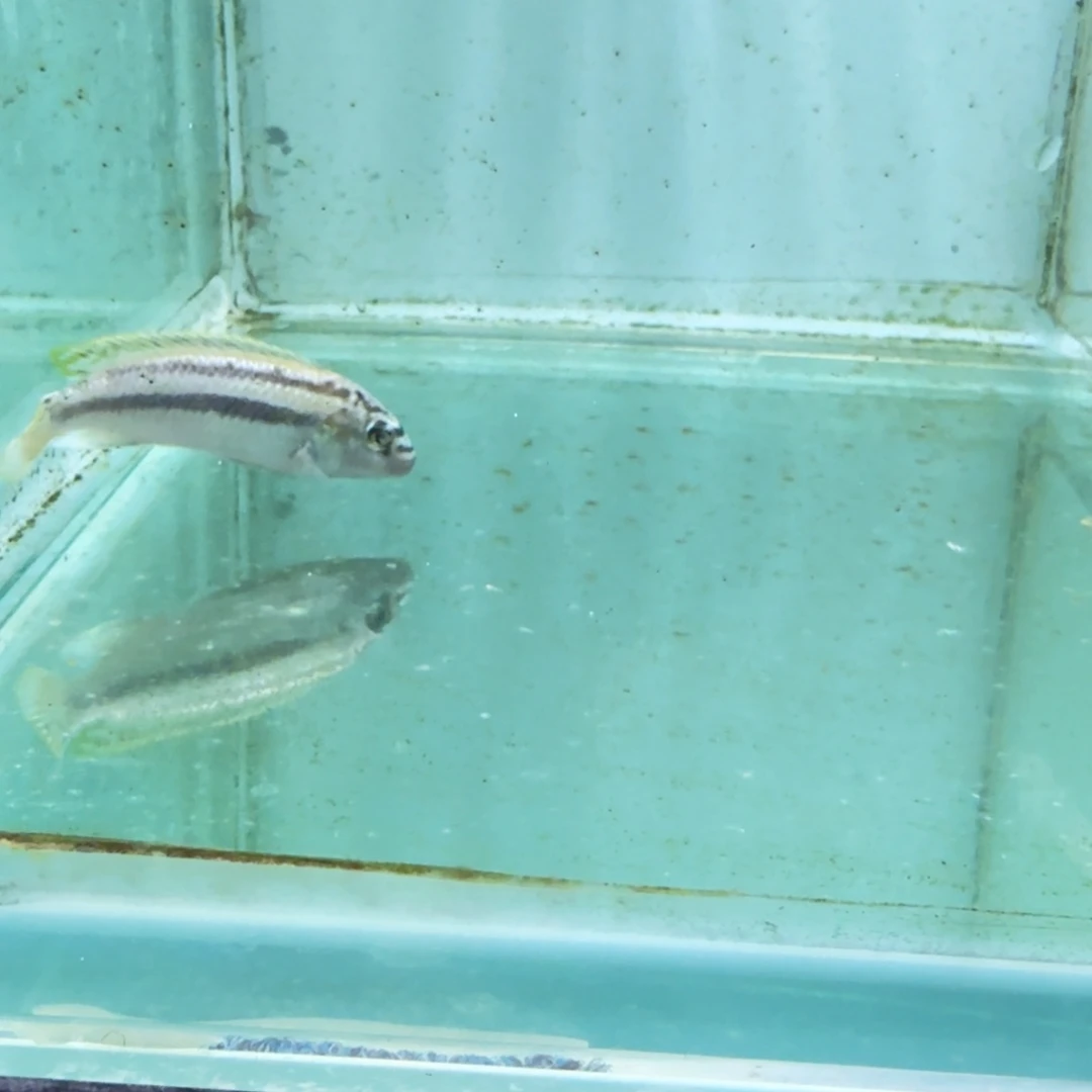 慈鲷1055凤凰二线。