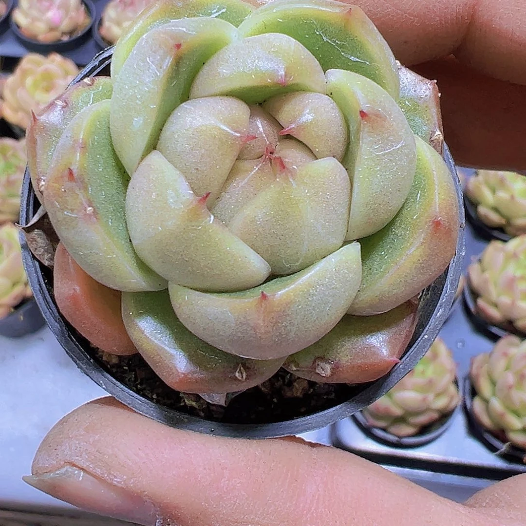 冰冰鬼珍妮19包邮多肉