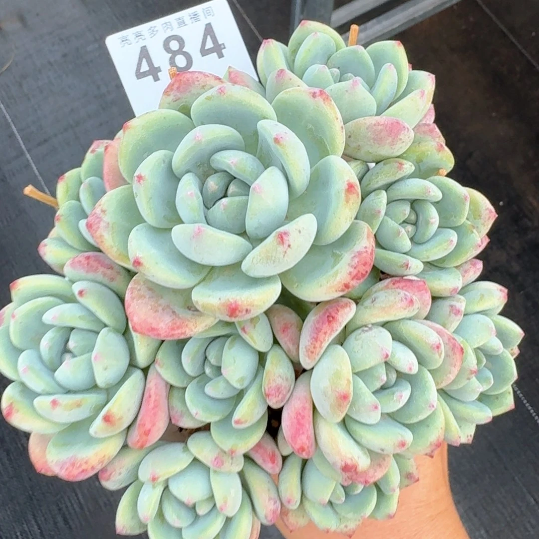 望舒群生         多肉植物
