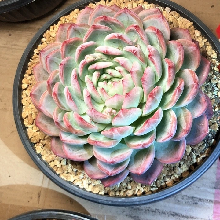 向****活5///////////////////