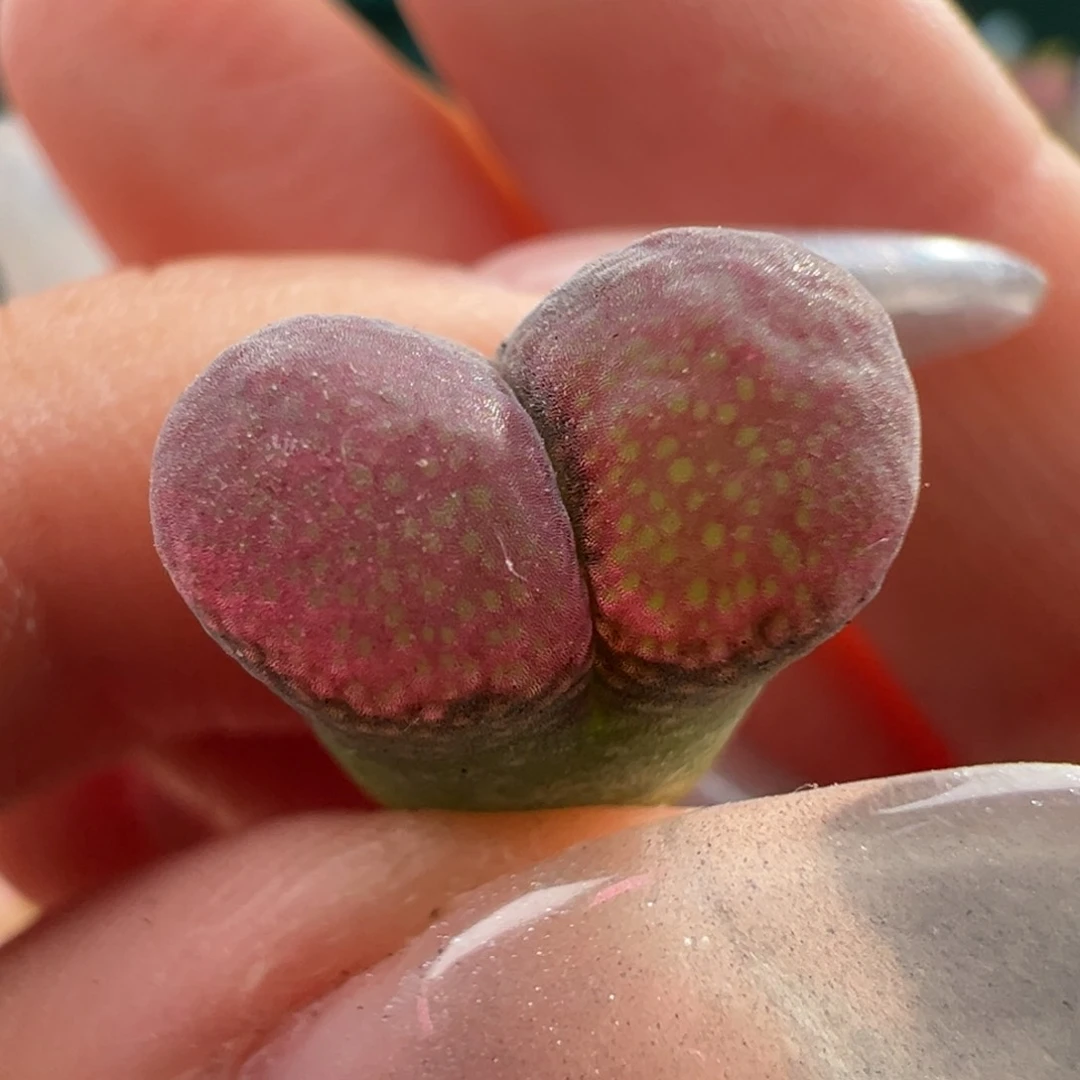 w7.5/1701 草莓糖霜。 3.5年