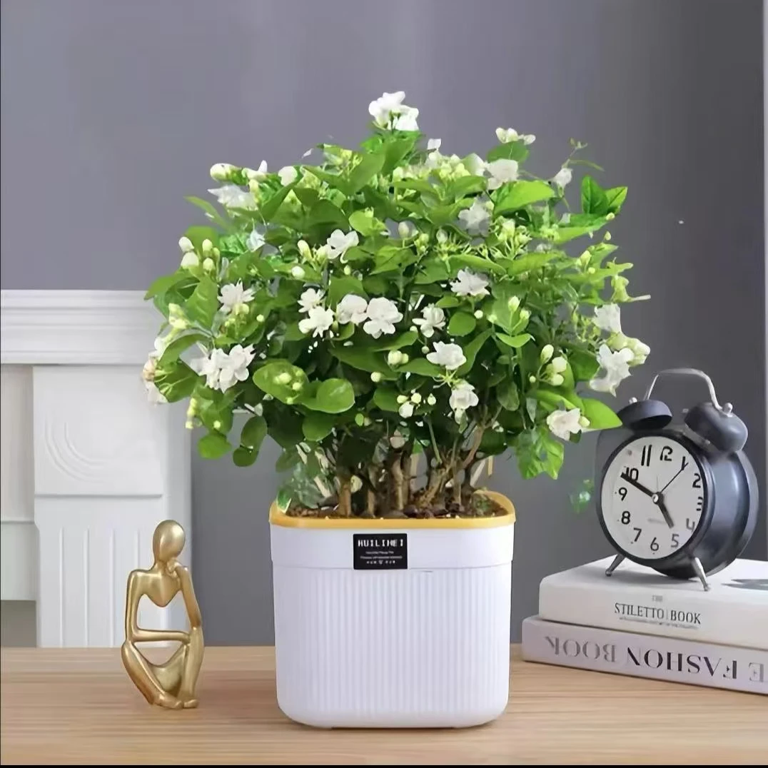 [带花苞发货】重瓣茉莉四季开花好养耐寒耐旱室内阳台花卉绿植盆栽