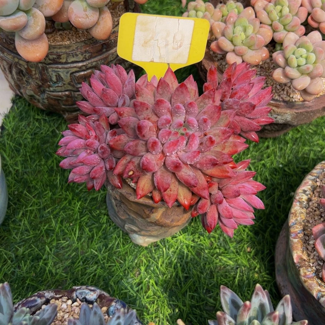 琼车厘子多肉植物带盆