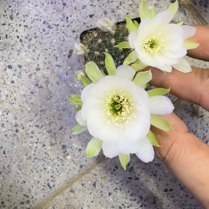 255带根丽花掰花脱土发货有点皱
