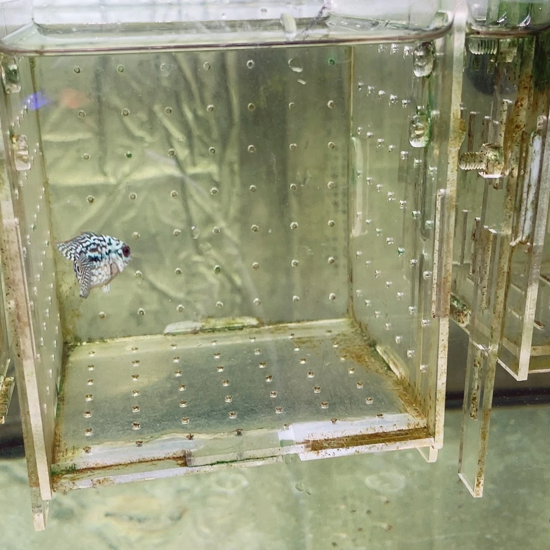 罗汉鱼罗汉鱼钛金一条