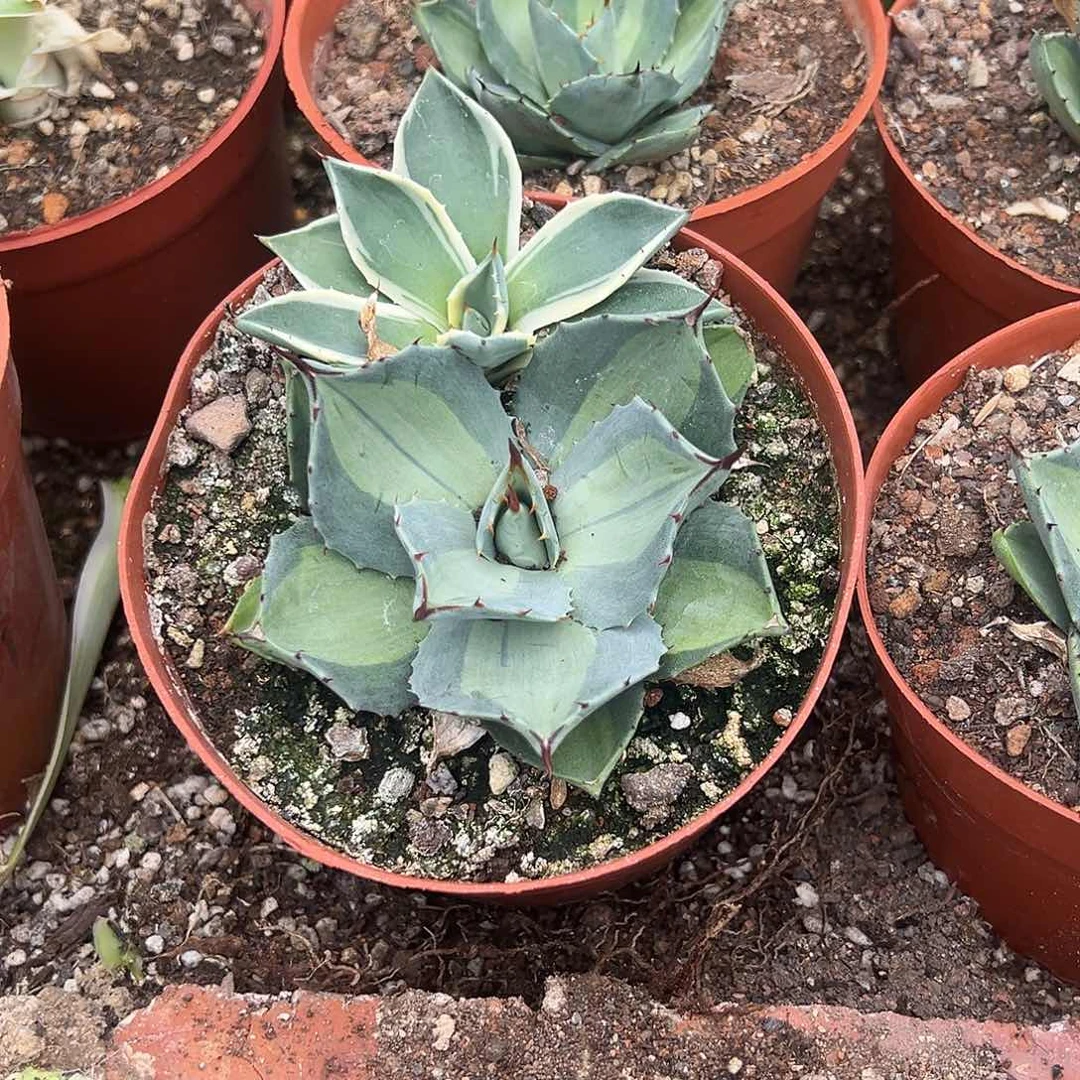 甘*浅中斑生长植物