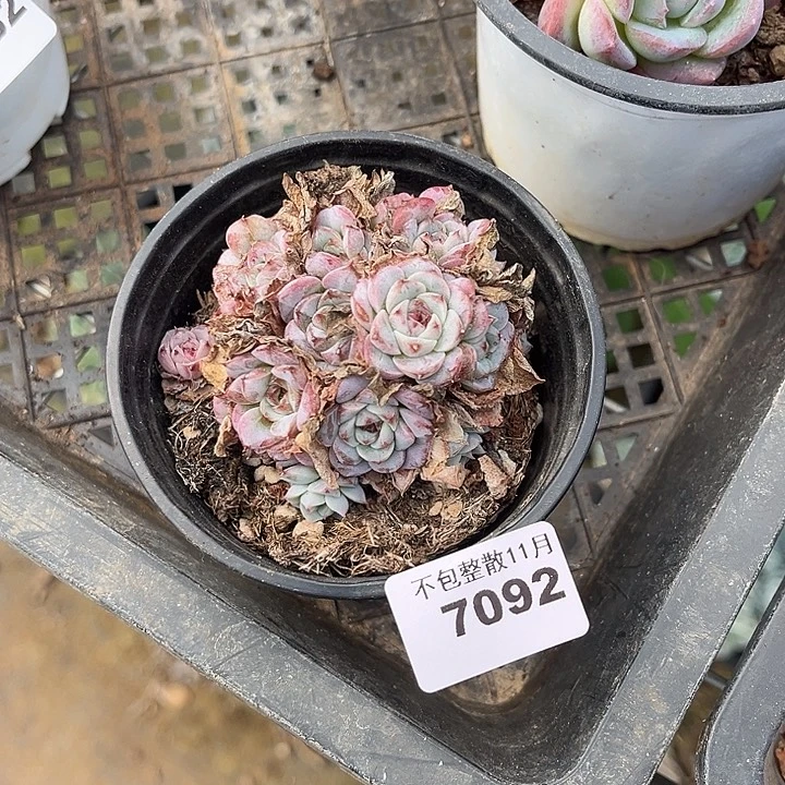 阿雅园艺。         7092天鹅绒