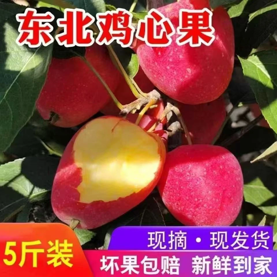 【产地直发】试吃一斤东北特产鸡心果新鲜采摘脆甜多汁口感鲜美