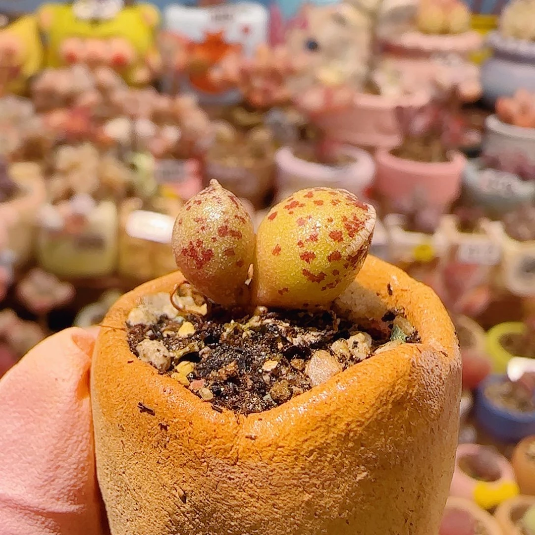 T黄金海豹盆口2cm