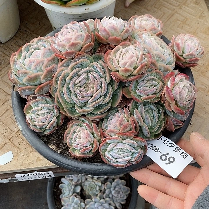 小七夕多肉西娜69